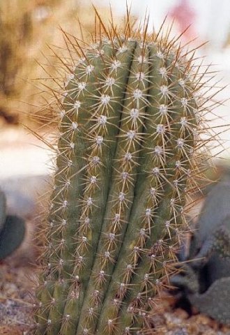 Helianthocereus_pasacana
